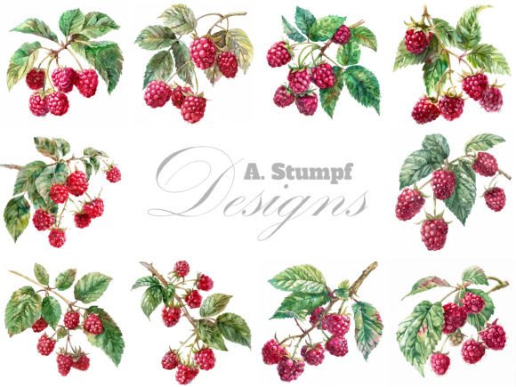 Raspberry Digital Watercolor Clipart Set: Illustrations Review