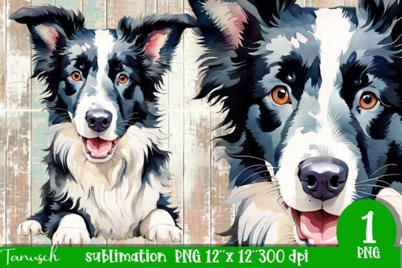 Watercolor Border Collie Sublimation Illustrations Review
