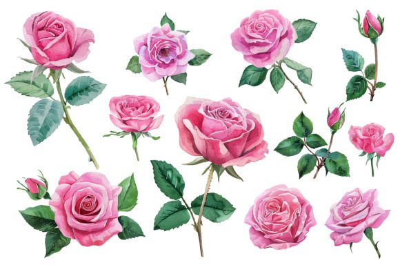 Watercolor Illustration of Rose Flower for Editorial Illustrations