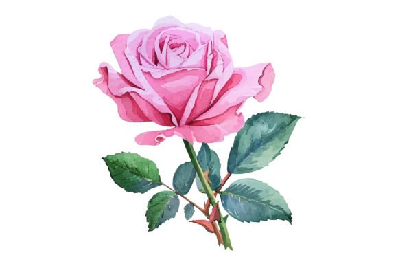 Watercolor Pink Rose Bouquet: Illustrations for Branding