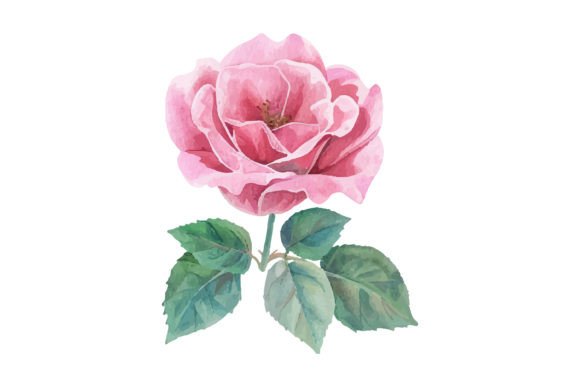 Watercolor Pink Rose Clipart for Graphic Illustrations