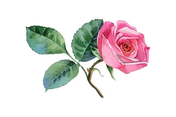 Watercolor Pink Rose Illustrations for Client Projects