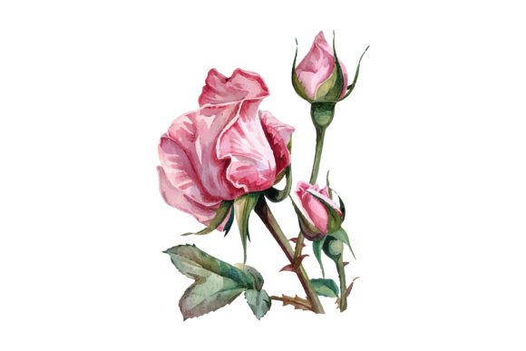 Watercolor Romantic Pink Rose Flower Illustrations