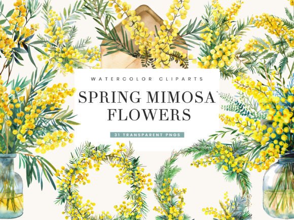 Watercolor Spring Mimosa Flowers Clipart Illustrations